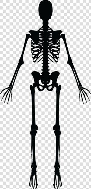 Skeleton Silhouette   Skeleton Clipart Black And White  HD Png Download