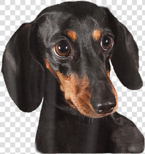 Cachorro Salsicha Preto  HD Png Download