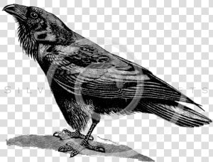 Transparent Raven Flying Png   Raven Bird Black And White  Png Download