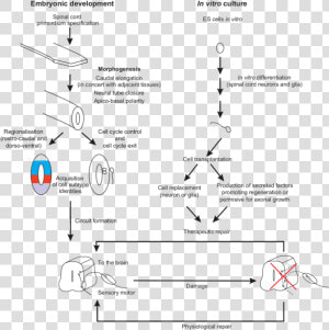 Steps Of Neural Development  HD Png Download