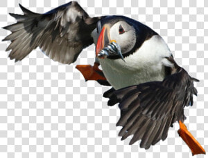  puffin  bird  cute  pngs  png  lovely Pngs  usewithcredit   Atlantic Puffin  Transparent Png