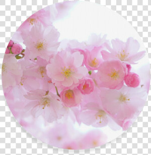 Beautiful Pink Japanese Cherry Tree Blossoms Round   Cherry Blossom  HD Png Download