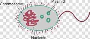 Transparent Bacteria Clipart   Prokaryote Definition Biology  HD Png Download