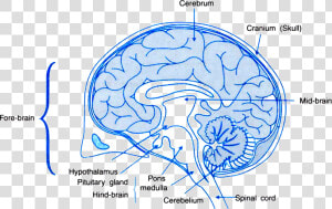   Human Brain With Name   Png Download   Human Brain Class 10  Transparent Png