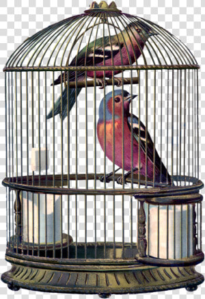 Encantarte Imagens Vintage   Bird In A Cage Png  Transparent Png