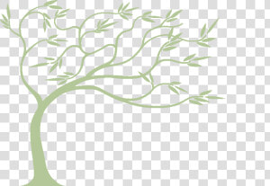 Willow Drawing Background   Willow Tree Bending In The Wind  HD Png Download