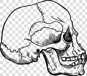 Line Art head skull   Homo Sapien Sapien Drawing  HD Png Download