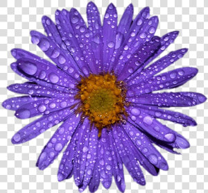 Aster Morado Con Gotas De Agua En Las Hojas   Flower Png Water Drops  Transparent Png