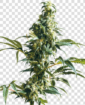 Mexican Sativa  HD Png Download