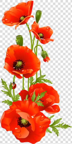 Bouquet Vector Poppy   Red Poppy Flower Clipart  HD Png Download