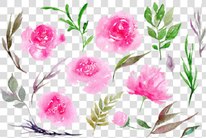  ftestickers  watercolor  flowers  peonies  pink   Pink Peonies Watercolor Png  Transparent Png