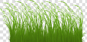 Grass Clip Art Free Clipart Images 3   Long Grass Clip Art  HD Png Download