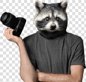 Racoon Stock   Raccoon Photographer  HD Png Download