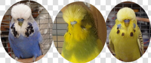 Budgie  HD Png Download