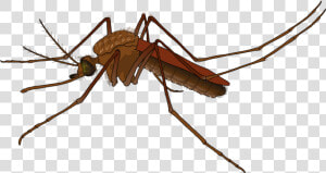 Mosquito Png Image   Mosquito Png  Transparent Png