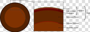 Tree Secondary Components Diagram   Difference Between Cork And Bark  HD Png Download