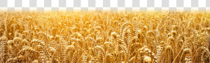 Wheat Field Png available For Anything And Anyone To   यीशु मसीह के वचन  Transparent Png