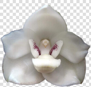 Flor Del Espiritu Santo Png  Transparent Png