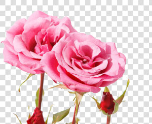 Beautiful Pink Roses   Beautiful Pink Rose Flowers Hd  HD Png Download