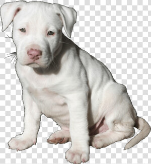 Pit Bull Pup Trans   Pitbull Puppy  HD Png Download