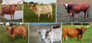 Cows Png  Transparent Png