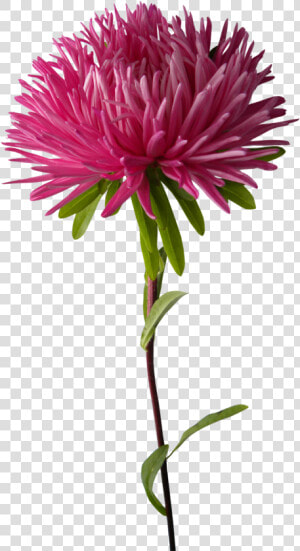 Clip Art Chrysanthemum Plant Purple Chrysanths   Chrysanthemums Png  Transparent Png