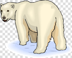 Pin Baby Polar Bear Clipart   Clip Art Polar Bear  HD Png Download