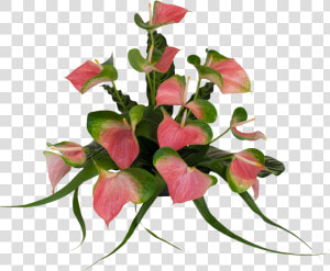 Transparent Anthurium Flower Png  Png Download