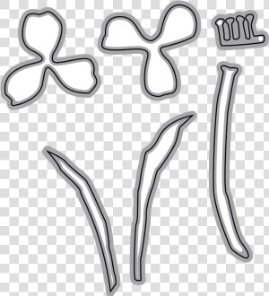 Garden Notes   Crocus   Line Art  HD Png Download