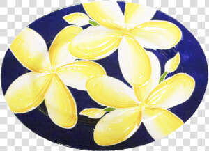 15   Frangipani  HD Png Download