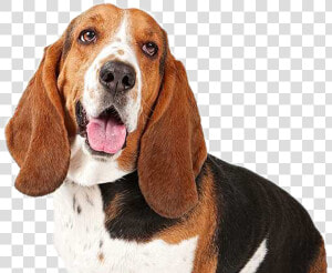 Transparent Basset Hound Png   Basset Hound Poodle Mix  Png Download