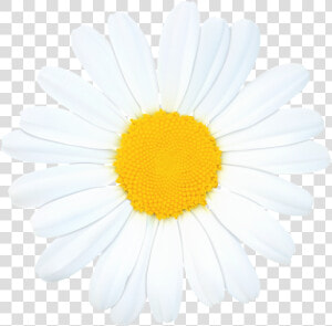 Daisy Png Clip Art Image   Daisy Clip Art Transparent Background  Png Download