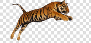 Transparent Siberian Tiger Clipart   Png Images Tiger  Png Download