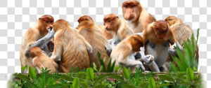 Proboscis Monkeys Are Not A Territorial Species And   Group Of Monkeys Png  Transparent Png