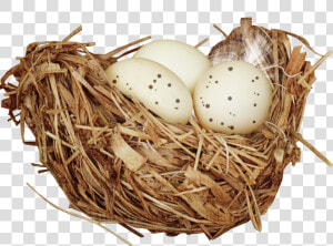 Nest Png   Nido De Pajaros Png  Transparent Png