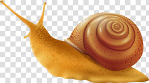 Snail Png Clip Art   Transparent Background Snail Clipart  Png Download