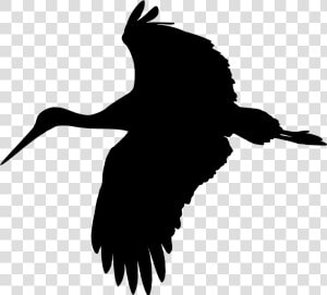 Stork Vector Svg   Clipart Flying Stork Png  Transparent Png