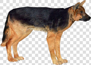 German Shepherd Dog   Png Images German Shepherd  Transparent Png