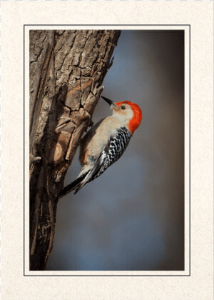 Red Bellied Woodpecker  HD Png Download