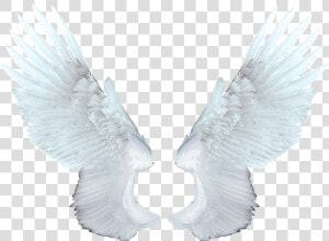 Wings Angel Png   White Angel Wings Png  Transparent Png