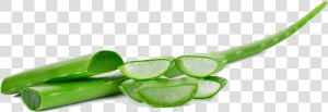  translate To English   Transparent Background Aloe Vera Transparent  HD Png Download