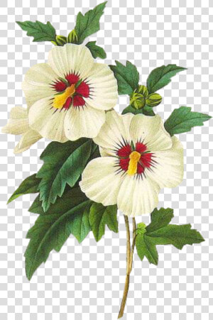  leaves  png  green  kpopedit  edits  edit  overlay   Hibiscus Syriacus Botanical  Transparent Png