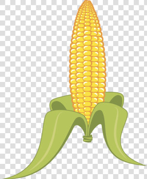 Plant flower commodity   Clipart Corn On The Cob  HD Png Download