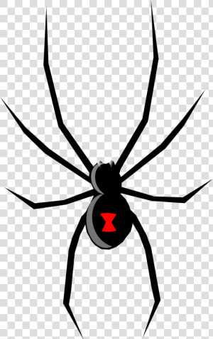 Spade Drawing Spider Web And Open   Black Widow Spider Cartoon  HD Png Download