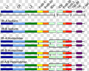 Colour Coded Schematic Of The Insulin Receptor   Insulin Receptor Domains  HD Png Download