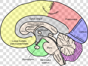 Labeled Map Of Brain  HD Png Download