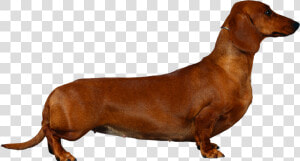 Dachshund Png   Dachshund Cocker Spaniel  Transparent Png