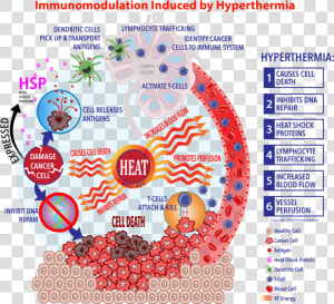 Immunotherapy Cell Cycle Rework Final   Hyperthermia Heat Shock Protein  HD Png Download