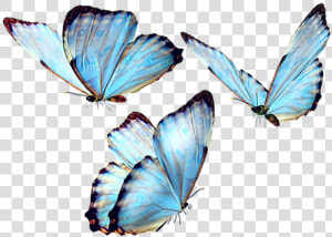  butterfly  butterflies  butterflys  fly  blue  bluebutterfly   Butterfly Png  Transparent Png