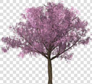 Tree  Design  Graphics  Clipping  Scrap  Photoshop   Cherry Blossom Tree Photoshop  HD Png Download